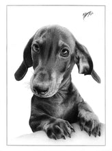 Load image into Gallery viewer, Dachshund Puppy